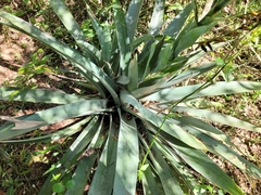 Vriesea gigantea