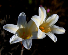 Cyrtanthus loddigesianus