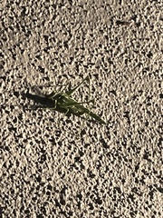 Insara elegans