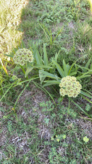 Asclepias asperula