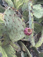 Opuntia cochenillifera