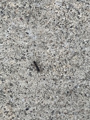 Brachyponera chinensis