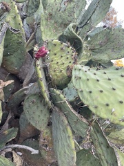Opuntia cochenillifera