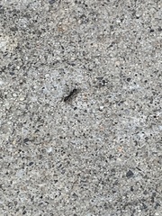 Brachyponera chinensis