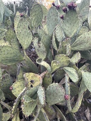 Opuntia cochenillifera