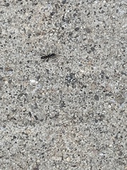 Brachyponera chinensis