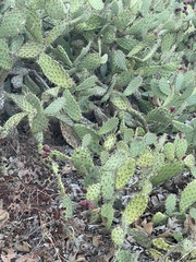 Opuntia cochenillifera