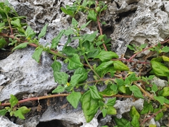 Tetragonia