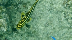 Plectorhinchus vittatus