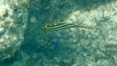 Plectorhinchus vittatus
