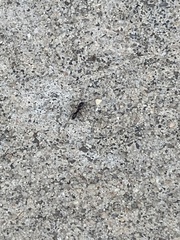 Brachyponera chinensis