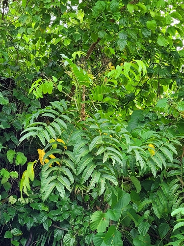 Polyscias lanutoensis