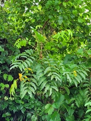 Polyscias lanutoensis