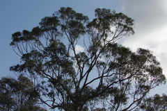 Eucalyptus viminalis