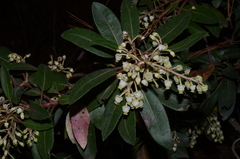 Arbutus tessellata