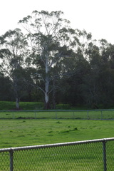 Eucalyptus viminalis