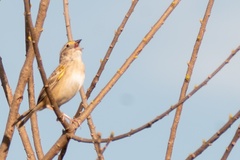 Ammodramus humeralis