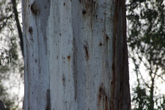 Eucalyptus viminalis