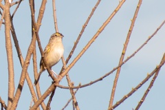 Ammodramus humeralis