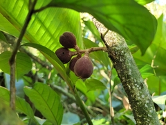 Guarea macrophylla