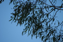 Eucalyptus viminalis