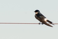 Tachycineta leucorrhoa