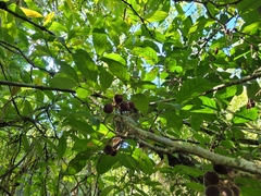 Guarea macrophylla