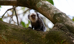 Callithrix geoffroyi