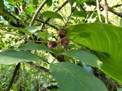 Guarea macrophylla