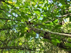 Guarea macrophylla