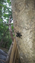 Phidippus bidentatus