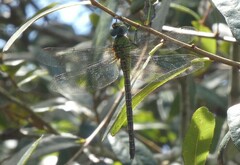 Coryphaeschna adnexa