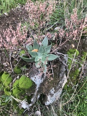 Dudleya cymosa