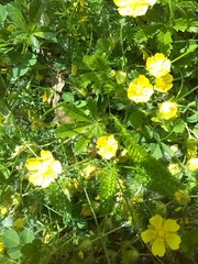 Potentilla verna