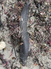 Cebidichthys violaceus