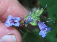 Penstemon anguineus