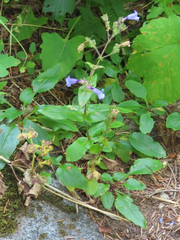Penstemon anguineus