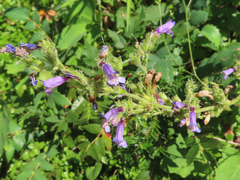 Penstemon anguineus