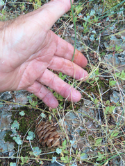 Perideridia gairdneri