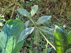 Endlicheria paniculata