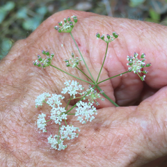Perideridia gairdneri