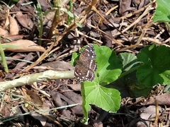 Anthanassa texana texana