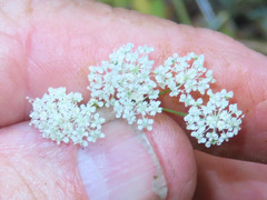 Perideridia gairdneri