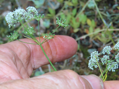 Perideridia gairdneri