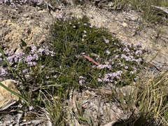 Euryomyrtus ramosissima