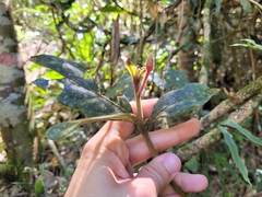 Endlicheria paniculata