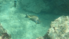 Acanthuridae