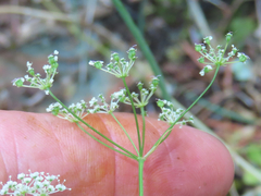 Perideridia gairdneri