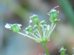 Perideridia gairdneri