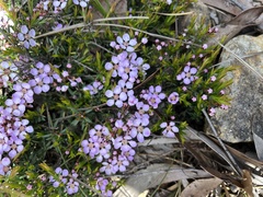 Euryomyrtus ramosissima